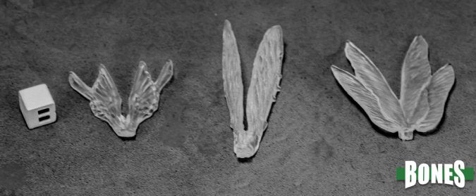 Bones: Transparent Wings (3)